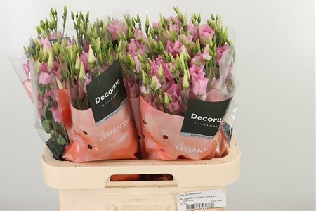 Eustoma Claire Pale Pink 70 cm Eustoma Claire Pale Pink 70 cm – produkt Uviažto