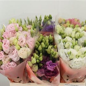 Eustoma Alissa Mixed 60 cm – produkt Uviažto