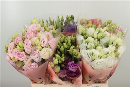 Eustoma Alissa Mixed 60 cm Eustoma Alissa Mixed 60 cm – produkt Uviažto