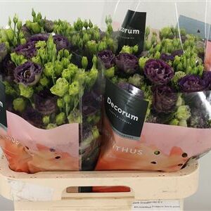 Eustoma Rosanne Black Pearl 70 cm