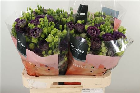 Eustoma Rosanne Black Pearl 70 cm Eustoma Rosanne Black Pearl 70 cm – produkt Uviažto