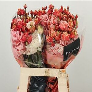 Eustoma Dyed Alissa Lovely Red 70 cm – produkt Uviažto