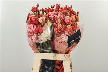 Eustoma Dyed Alissa Lovely Red 70 cm Eustoma Dyed Alissa Lovely Red 70 cm – produkt Uviažto