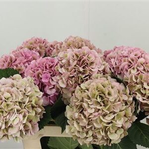 Hortenzia My Vienna 60 cm – produkt Uviažto