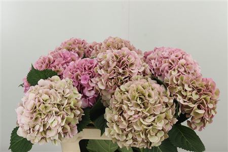 Hortenzia My Vienna 60 cm Hortenzia My Vienna 60 cm – produkt Uviažto