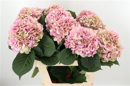 Hortenzia My Vienna 80 cm Hortenzia My Vienna 80 cm – produkt Uviažto