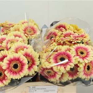 Gerbera Volcano 50 cm – produkt Uviažto