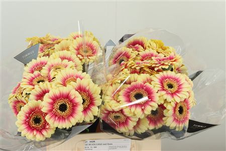 Gerbera Volcano 50 cm – produkt Uviažto