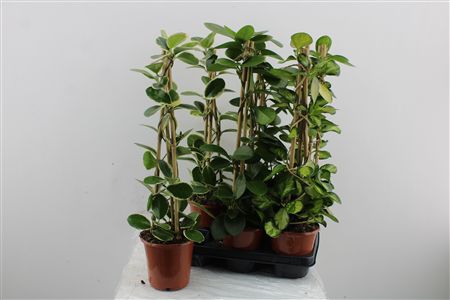 Hoya Pyramide Mix – produkt Uviažto