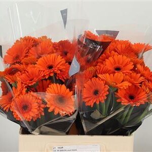 Gerbera Bison 50 cm – produkt Uviažto