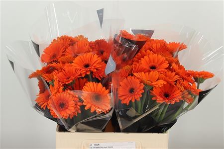 Gerbera Bison 50 cm – produkt Uviažto
