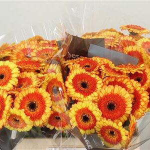 Gerbera Decora 50 cm – produkt Uviažto