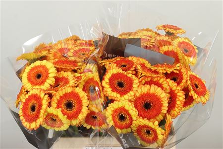 Gerbera Decora 50 cm Gerbera Decora 50 cm – produkt Uviažto