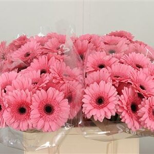 Gerbera Maeve 50 cm – produkt Uviažto