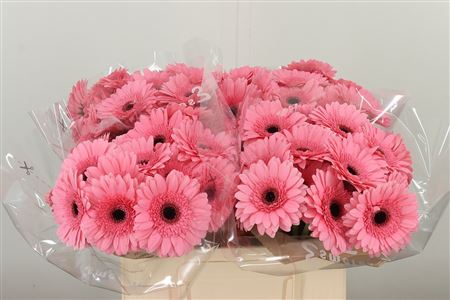 Gerbera Maeve 50 cm Gerbera Maeve 50 cm – produkt Uviažto