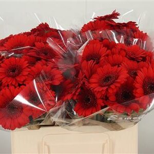 Gerbera Suri 50 cm – produkt Uviažto