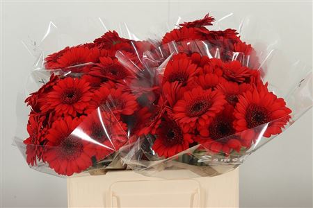 Gerbera Suri 50 cm – produkt Uviažto