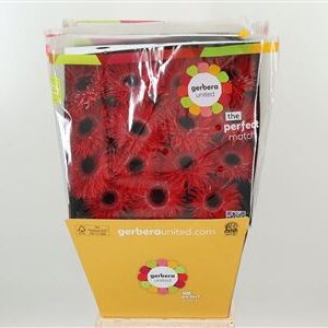Gerbera Spider Katie 50 cm – produkt Uviažto