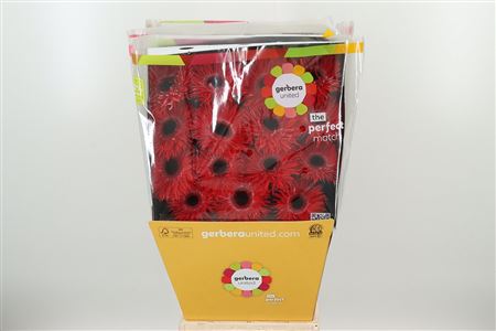 Gerbera Spider Katie 50 cm – produkt Uviažto