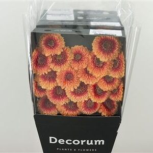 Gerbera Pomponi Beaker 50 cm – produkt Uviažto
