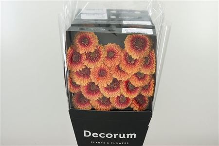 Gerbera Pomponi Beaker 50 cm – produkt Uviažto