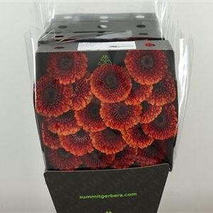 Gerbera Pomponi Rizzo 50 cm – produkt Uviažto