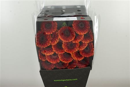 Gerbera Pomponi Rizzo 50 cm – produkt Uviažto