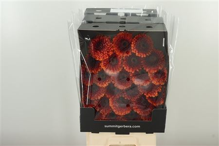 Gerbera Pomponi Rizzo 50 cm – produkt Uviažto