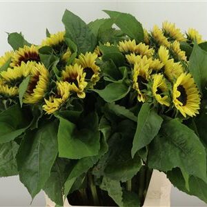 Helianthus Marley 80 cm – produkt Uviažto