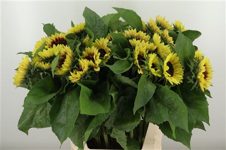 Helianthus Marley 80 cm – produkt Uviažto