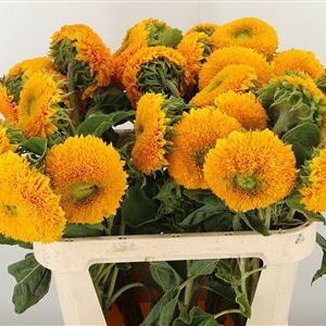 Helianthus Teddy Bear 80 cm – produkt Uviažto