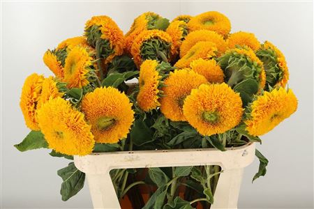 Helianthus Teddy Bear 80 cm – produkt Uviažto