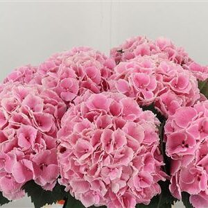 Hortenzia My Beau Rosada 65 cm – produkt Uviažto