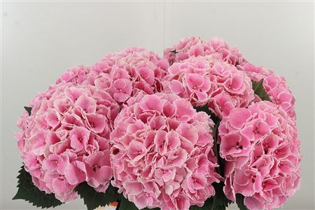Hortenzia My Beau Rosada 65 cm Hortenzia My Beau Rosada 65 cm – produkt Uviažto