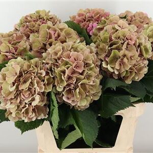 Hortenzia Elbtal Antique 80 cm – produkt Uviažto
