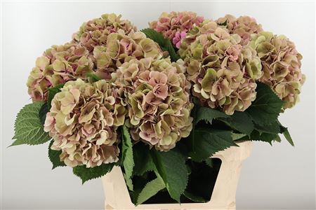 Hortenzia Elbtal Antique 80 cm Hortenzia Elbtal Antique 80 cm – produkt Uviažto