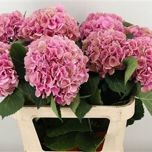 Hortenzia Elbtal Pink 80 cm – produkt Uviažto
