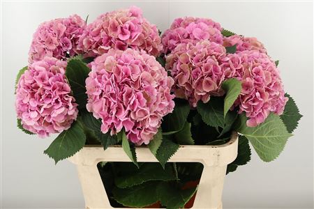 Hortenzia Elbtal Pink 80 cm Hortenzia Elbtal Pink 80 cm – produkt Uviažto