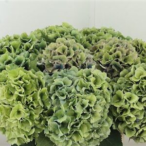 Hortenzia Dazzling Dazzle Green 60 cm – produkt Uviažto