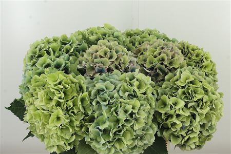 Hortenzia Dazzling Dazzle Green 60 cm Hortenzia Dazzling Dazzle Green 60 cm – produkt Uviažto