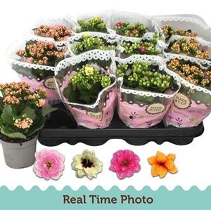 Kalanchoe Double Mix Special – produkt Uviažto