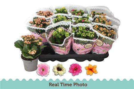 Kalanchoe Double Mix Special – produkt Uviažto