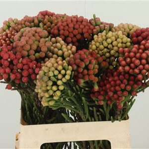 Kaaps Brunia Red 60 cm – produkt Uviažto