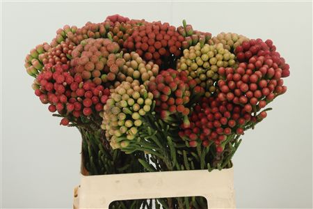 Kaaps Brunia Red 60 cm – produkt Uviažto