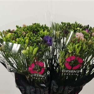 Frézia Mixed 52 cm – produkt Uviažto