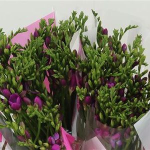 Frézia Costa 52 cm – produkt Uviažto