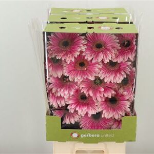 Gerbera Prelude 50 cm – produkt Uviažto