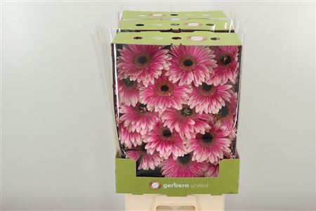 Gerbera Prelude 50 cm – produkt Uviažto