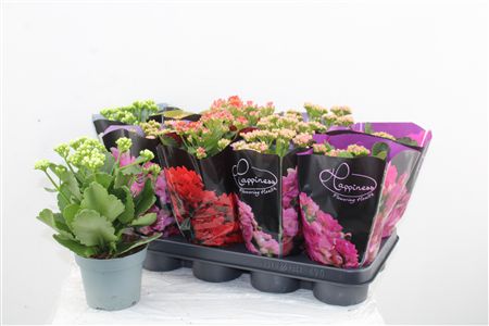 Kalanchoe Double Mix Hapiness Kalanchoe Double Mix Hapiness – produkt Uviažto