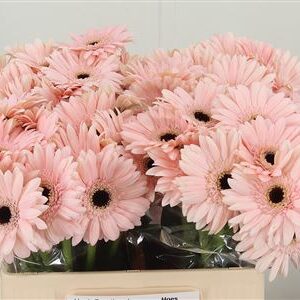 Gerbera Macaron 50 cm – produkt Uviažto